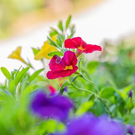 Rettenstein Appartement Kirchberg in Tirol